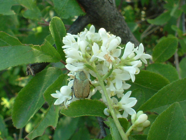 Hoplia farinosa e coerulea: argentea!